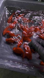 Red Yuanbao/ Live Fish/ Freshwater / 红元宝 (Sin Quan Aquaculture Enterprise)