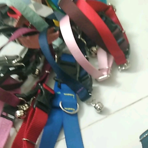 DÂY ĐAI ĐEO CỔ CHO CHÓ MÈO- MÀU ngẫu nhiên