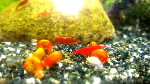 Red Blue Ramshorn snail (buy10free5snail+FREE snail food+ free plants) aquarium pemakan algae / apple  snail / 苹果螺 / red ramshorn snail / blue ramshorn/ blue snail /aquarium snail / algae eater