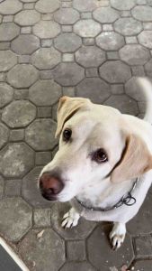 หมาฮา ไก่แผ่นอบกรอบ 150 กรัม ขนมหมา ขนมแมว