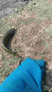 COD soft frog tanpa pewarna panjang 45cm. 6 gram DH 1/0