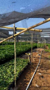 Selloum or Sahod Yaman Live Plant 2ft - 2.5ft