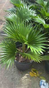 * #ปาล์มยะวา หรือ #ปาล์มชวา (Livistona Rotundifolia)  มีเอกลักษณ์ที่โดดเด่นสวยงาม นิยมปลูกเป็นไม้ประดับตกแต่งสวน อาคาร หรือริมถนน เนื่องจากมีทรงพุ่มสวยงาม  * เชื่อกันว่าเป็นไม้มงคลที่ช่วยเสริมโชคลาภ โดยเฉพาะด้านการเงินและความเจริญรุ่งเรืองให้กับผู้ปลูก  *
