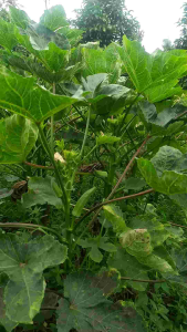 OKRA HIJAU SEGAR /SAYUR OKRA HIJAU/PARIAN 1KG 500gm250gm
