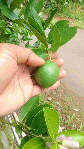 Daun Jeruk Nipis Segar Bugar (Netto 150 Gram) Aroma Terapi Dressing Masakan Kualitas Super