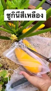 เมล็ดซูกินีเหลือง20เมล็ดงอกดีลูกโตทรงสวย สีสวยทานอร่อย