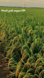 Benih Padi Mapan 05 Kemasan 1kg