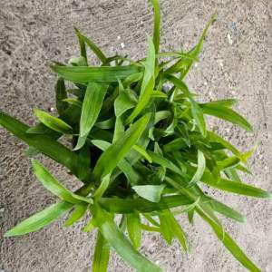 หญ้าปักกิ่ง