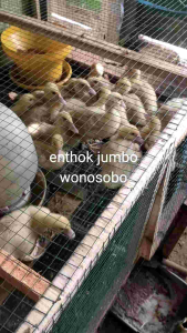 CANGKANG TELUR +racikan istimewa resep ternak KULIT TELUR TERMURAH NETTO 1KG