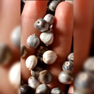 BIJI BENIH TANAMAN JALI-JALI | JELAI (BAHAN KOLASE)