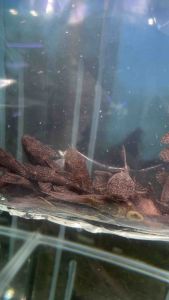 PLECO BRISTLENOSE L156 OFFER