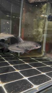 PHOENIX BARB CHINA MAHSEER IMPORT