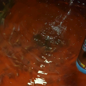 OBAT PENGHILANG JAMUR PADA IKAN LELE BAWAL GURAME NILA MAS BAWAL PATIN CUPANG ARWANA UDANG BANDENG LELE KOI KOMET MURAH BAGUS EPEKTIP CAKEP AMPUH MANTAP