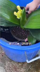 soil activation baosong soil concentrate source fulvic acid 土壤活化剂通用型松土精黑水肥料植物花肥水溶肥多功能土壤活化宝