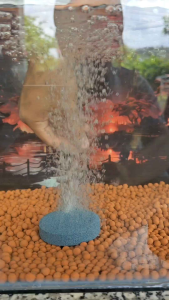 Sủi đĩa oxy dẹp siêu mịnndùng hồ cá cảnh thủy sinh nhiều kích thước 4cm 6cm 8cm 10cm 15cm 30cm