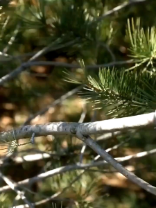 Gunting Taman Ranting Tumbuhan Pruning Shear Scissors KNIFEZER 1020 dan 1025 / gunting ranting tumbuhan bunga / gunting pangkas tanaman ranting pohon super tajam / gunting dahan ranting atau batang tanaman pagar