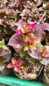 Red Leaf Purslane / 红叶马齿苋 / Pokok Krokot Daun Merah / लाल पत्ता पोर्सलेन पौधा (Singapore: Red Krokot Plant) – Bright Fol