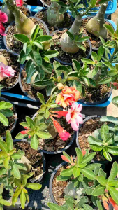 ชวนชม ส่งแบบคละดอก ส่งพร้อมกระถางดำ