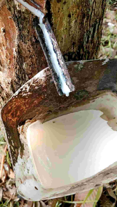 Getah Karet Alam Asli Cair Isi 600ml