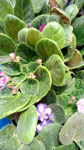 African Violets