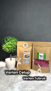 Teh Bunga Bugenvil (Bunga Kertas) | Non Caffein Mengobati Radang Atasi Kolesterol