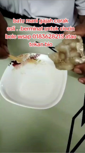 cincin batu mani gajah asli .dijamin asli