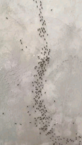 Isi Ulang PEMBASMI SEMUT Rumah |SEMUT Tanaman | SEMUT Dapur | SEMUT Kayu | 100% Terbukti Ampuh | Aman Terkena Tanaman | Pilihan Ukuran 1L Gratis 100ML