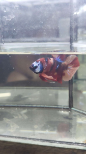 CANDY KOI BETTA FISH 1