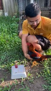 Lẻ 100ml Protein ADE Ca+ Đạm cao cấp giúp gà nở khung tăng cân bóng lông cho gà đá