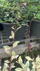 #โสมไทยด่าง Talinum paniculatum (Jacq.) Gaertn. #โสมไทยด่าง ชื่อวิทยาศาสตร์: #Talinum paniculatum (Jacq.) Gaertn. ชื่อสามัญ: – ชื่ออื่น: – วงศ์: TALINACEAE ลักษณะทางพฤกษศาสตร์ ต้น ไม้ล้มลุก อายุหลายปี ลำต้นเป็นเหลี่ยม อวบน้ำ ใบ ใบเดี่ยว เรียงเวียน รูปไข่ถ