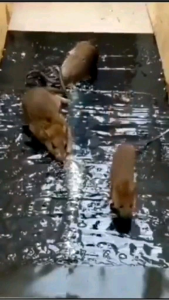 Lem Tikus Super lengket ampuh