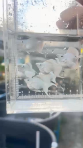 MOLLY PLATINUM BALLON LYRETAIL BLUE EYES