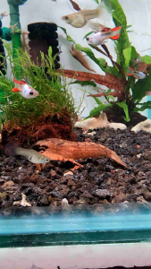 Bamboo Shrimp (Atyopsis moluccensis) Freshwater Decorative Shrimp Planted Tank Aquascape Aquarium
