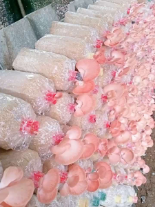 ก้อนเชื้อเห็ดนางนวลชมพู 3 ก้อน 50 บาทมีคู่มือให้ค่ะ