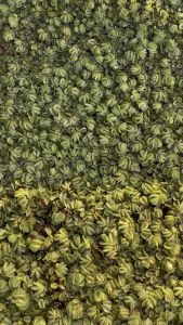 Salvinia Natans / Floating Fern / Aquatic Plant/ Water Plant