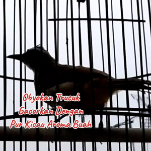 Pur Kicau. Voer Burung Kicauan. Pakan Makanan Burung Berkicau.