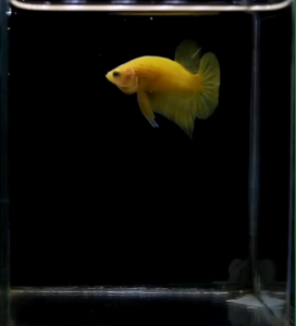 ปลากัด ซูเปอร์เยลโล่ว ตัวเพศ 1 ตัว ชุดเครื่องพิมพ์ คัดเกรด แข็งแรง น้ำเพลง รับประกัน สีเหลือง