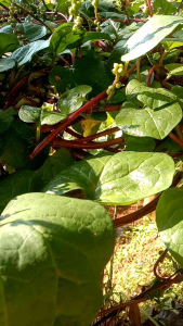 100 LEMBAR DAUN BINAHONG FRESS OBAT HERBAL