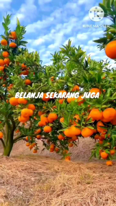 Selamat Datang Ditoko Kami Bibit Jeruk Santang Madu 🌱 Jeruk Santang Madu ini memiliki rasa buah yang manis madu dan bertekstur lembut dan berair hasil okulasi sudah berbuah