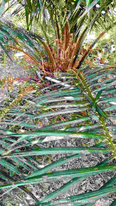 เหล็กปากเป็ดแทงช่อดอก เหล็กหนาคาดส้ม 1.50เมตร