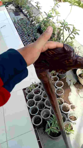 Tongkat jalan kayu galih asem ukir burung Garuda