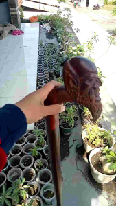 Tongkat jalan kayu galih asem ukir orang tua