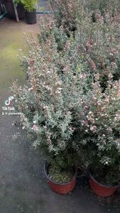 มานูก้าขนาด70-90cm(Leptospermum scoparium Bellarina) Tea Tree ไม้ดอกมากคุณประโยชน์ต้นกำเนิดจากนิวซีแลนด์ เป็นไม้ทนแล้ง ชอบดินร่วนระบายน้ำได้ดี เลี้ยงง่าย อายุยืน ให้ดอกได้ในทุกฤดูกาล
