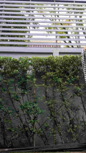 กางเกงแฟชั่นเกาหลี เอวสม็อค ผ้านิ่มใส่สบาย