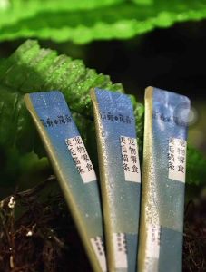 [READY STOCK] Premium Cat Snack Cat Stick 0%Gum 0%Starch 0% Lure High Meat Stick Cat Wet Food Makanan Kucing Salmon Ayam