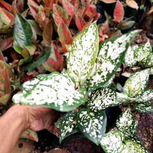 Tanaman Aglonema Dud White: Dekorasi Cantik untuk Rumah Anda