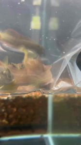 Ultraman Fish/Omobranchus Fasciolatoceps/Rare /Freshwater 奥特曼青蛙/活鱼(Sin Quan Aquaculture Enterprise)