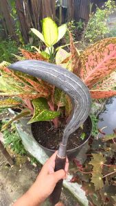 Arit rumput damascus