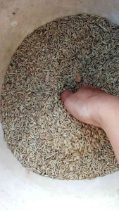 จัดโปร!!!ข้าวเม็ดสั้น อาหารสำหรับไก่และนก 2 กิโลกรัม