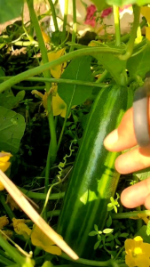 COD!!! 500 BIJI BENIH TIMUN KRAI SUPER UNGGUL BENIH SAYURAN SIAP TANAM